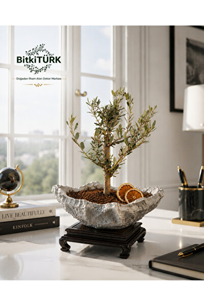 BitkiTÜRK İthal Zeytin Bonsai Adayı Kaya Kayık Beton Saksıda Dekoratif İç Mek...