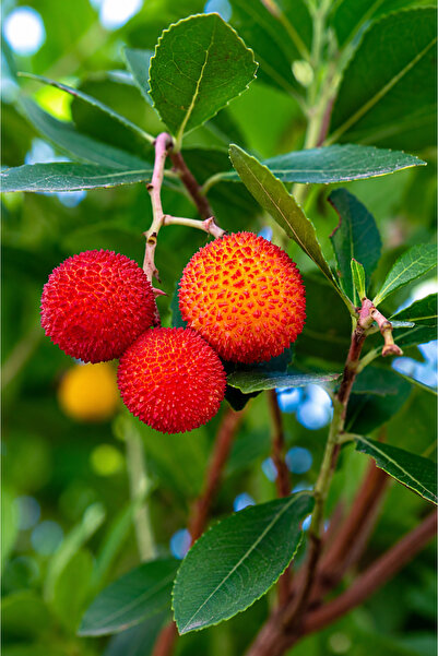 Vasada Kocayemiş Fidanı Dağ Çileği Arbutus Unedo Tüplü 80 cm