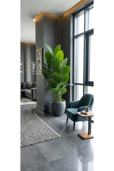 İremÇiçekçilik Ey bitkisi salon çiçeği