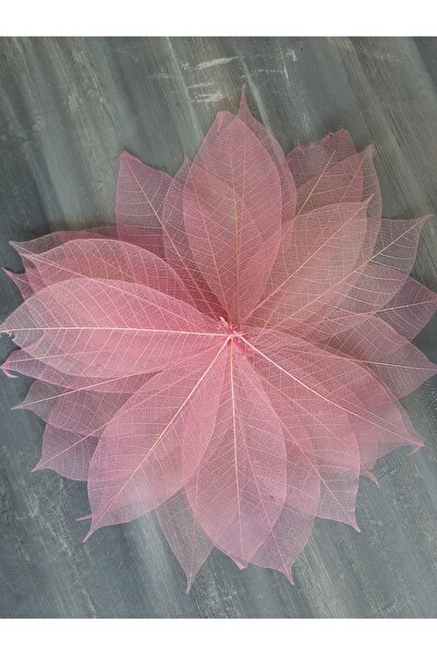 lolipophobi Zar Leaf 15-18 cm 20 Pieces, Transparent Leaf, Dried Leaf, Dried ...