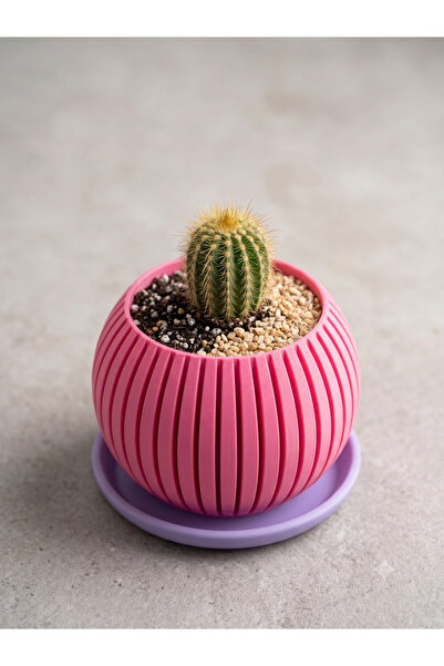The Lucky Store Minimalist & İskandinav Tarzı Sukulent
