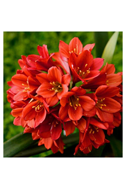 123 100Pcs Mixed Plant Seeds Best Indoor Landscapes