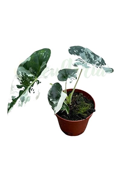 Eufloria Alocasia micholitziana 'Frydek Variegata' Ø8cm