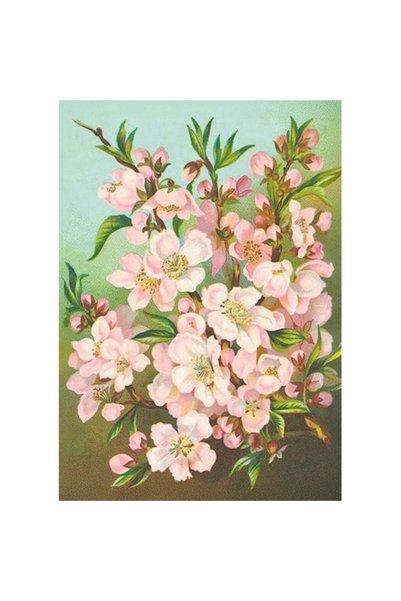OEM Karnet / felicitare Skona Ting ST538 B6, cu plic, motiv flori de mar, mul...