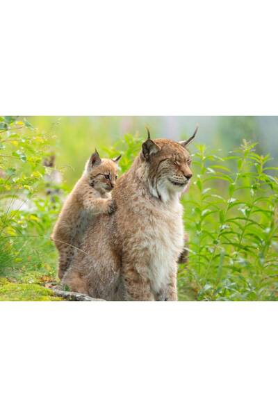 Persona Tablou canvas 100 x 70 cm, Animale model 318