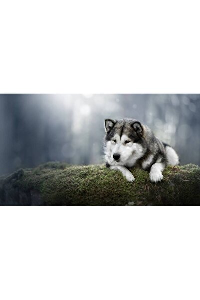 Persona Tablou canvas 100 x 70 cm, Animale model 520