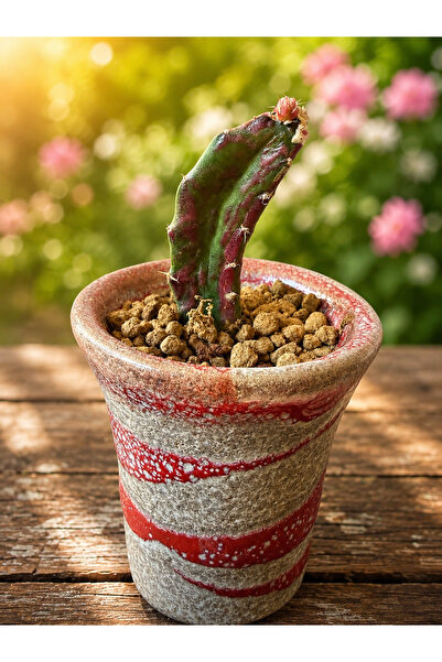 ATLANTE CACTUS Chimera (Hylocereus undatus + Gymnocalycium mihanovichii)