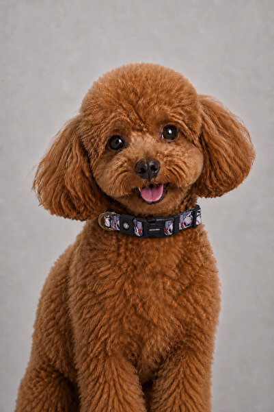 CARAMELOS Dog Collar-Dog Neck Collar- Small Breed Collar- Medium Breed Collar...