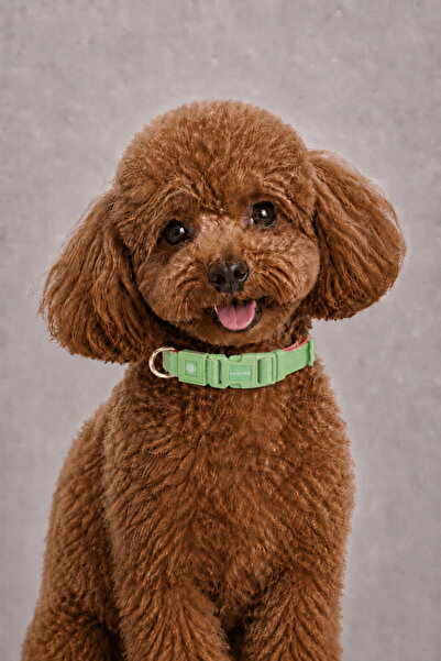 CARAMELOS Dog Collar-Dubble Knitted Fabric-Dog Neck Collar- Small Breed Colla...