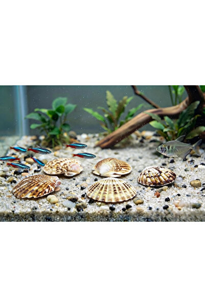 blackleg Pecten Mascarensıs Gerçek Deniz Kabuğu 200 gr. 1 paket Hobi- El işi- Akvaryum Dekor aksesuar