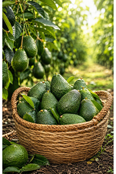 Fruit Paradise 1 kg Avokado Doğal ( 100-200 gr )