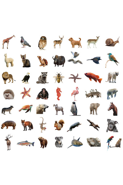 Choice 50PCS 50/100PCS Realistic Nature Animal Doodle Stickers, Clear PET Dec...