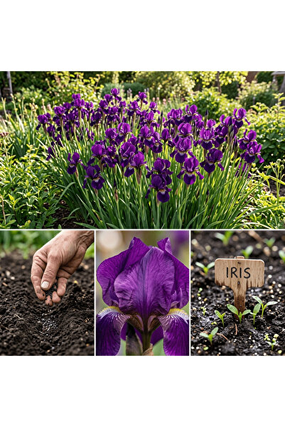 Bloom & Sow Seed بذور