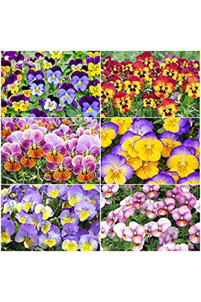 Bloom & Sow Seed بذور زهرة البانسي (جوني جامب أب) متعددة الألوان ذات الزهور ا...