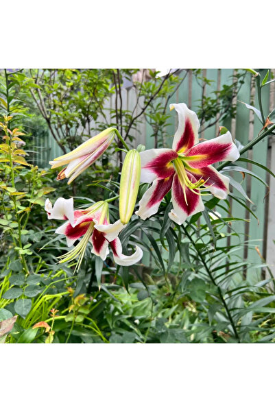Bloom & Sow Seed بذور زنبق آسيوي - كبيرة الحجم، ذات عطر قوي، تنتج أزهار ثنائي...