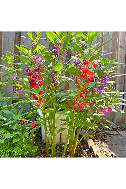 Bloom & Sow Seed بذور بلسم متعددة الألوان (توتش-مي-نوت) - مناسبة للزراعة على ...
