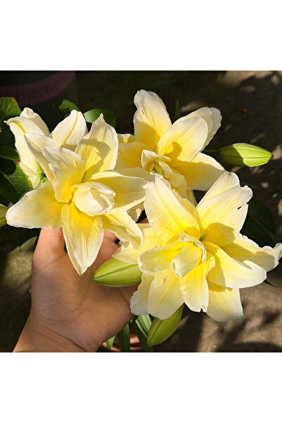 Bloom & Sow Seed بصيلات زنبق شرقي مزدوج بلون أصفر كريمي، زنبق مزدوج ذو رائحة ...
