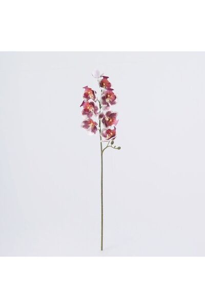 Generic New In Fernza Delphinium Single Stem Red-Pink H55Cm