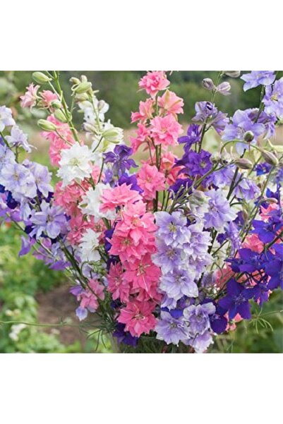 Bloom & Sow Seed بذور زهرة الدلفينيوم متعددة الألوان - زهرة الدلفينيوم متعددة...