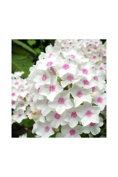 Bloom & Sow Seed Cluster Blooms Hardy Phlox Seeds, Courtyard Flower Border Or...