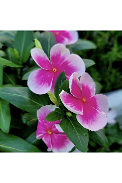 Bloom & Sow Seed Bicolor Pink White Vinca Seeds, Long Blooming Annual Flower,...