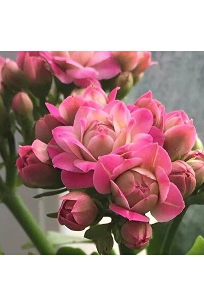 Bloom & Sow Seed Double Bicolor Kalanchoe Blossfeldiana Seeds, Long Blooming ...
