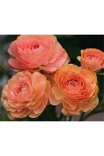 Bloom & Sow Seed Peach Apricot Tone Double Ranunculus Bulbs, Dense Ruffled Pe...