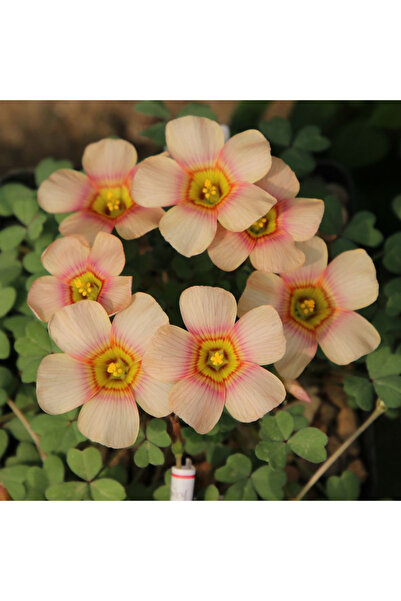 Bloom & Sow Seed Light Apricot Oxalis Bulbs with Pink‑Red Eye, Hardy Perennia...
