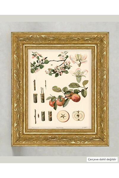 Botanik Çiçek Poster 30x40 cm Çerçevesiz Duvar Tablosu Bej Sytina