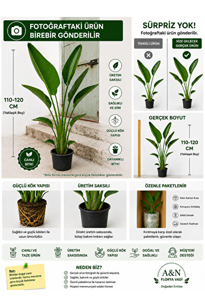 A&N Florya Vadi Starliçe Bitkisi 110-120 cm | Cennet Kuşu Çiçeği | Büyük Boy ...