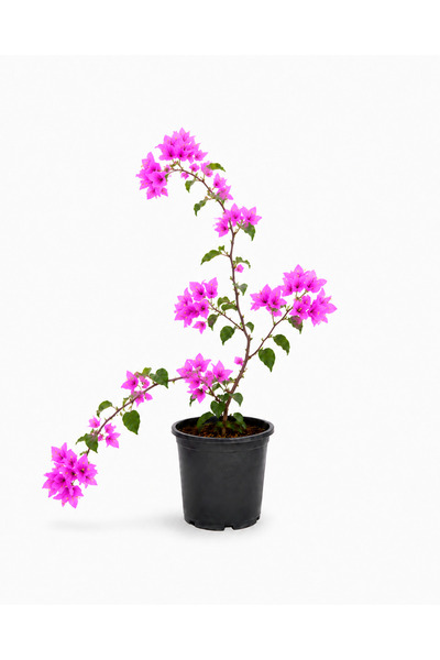 Lotus Botanik begonvil Sarmaşık Formlu Pembe Begonvil Saksılı Canlı Dış Mekan...
