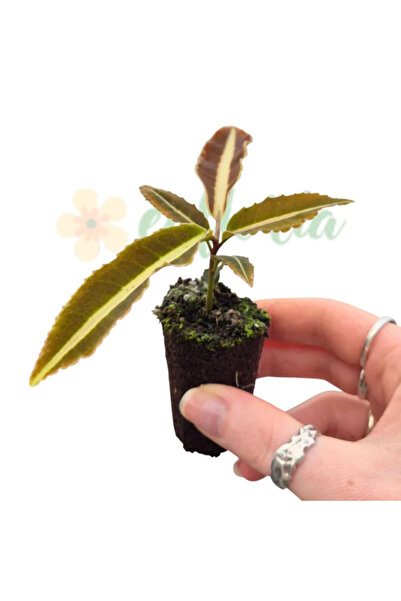 Eufloria Labisia 'Jabi' Ø5cm