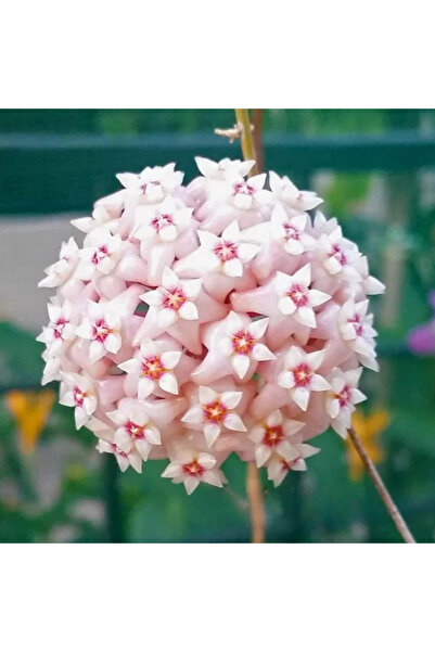 Eufloria Hoya latifolia 'Verde' Ø10,5cm