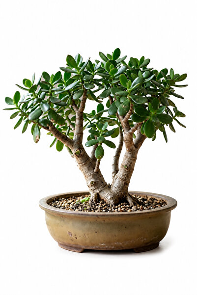 Sukulent İthal Crassula Ovata Para Ağacı Şans Çiçeği – Koleksiyonluk Özel Tür...