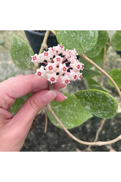 Eufloria Hoya parasitica 'Splash' Ø10.5cm
