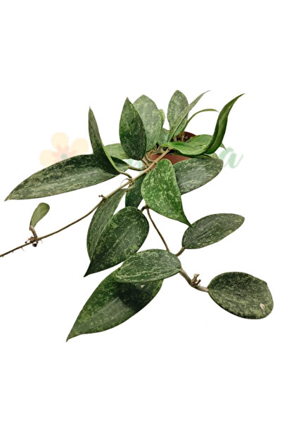 Eufloria Hoya Rangsan