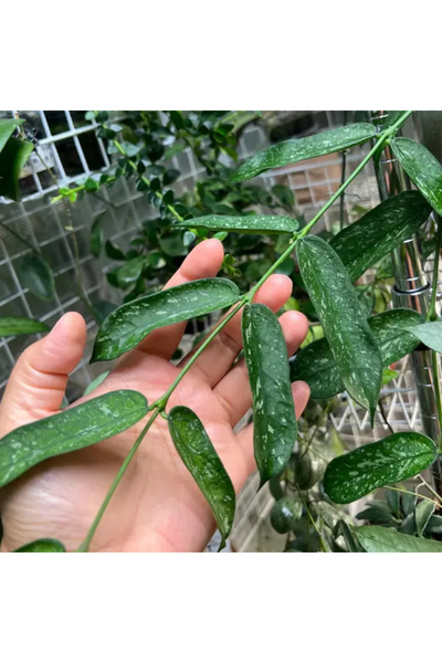 Eufloria Hoya pandurata 'Vietnam' Ø10.5cm