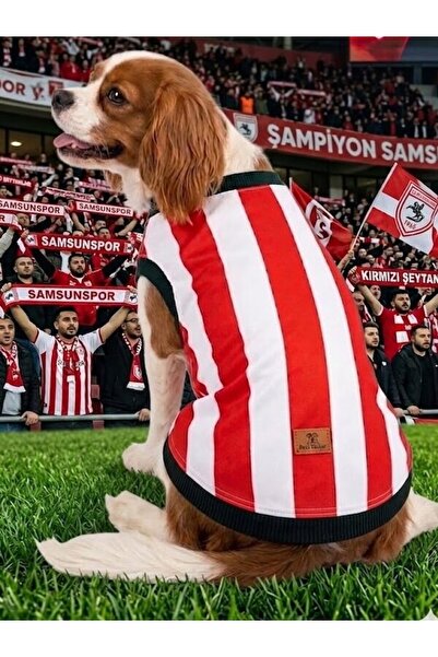 Peti Tailor Köpek Tişörtü Büyük Irk İsim Yazılabilen İnce Yazlık Kedi Kıyafeti