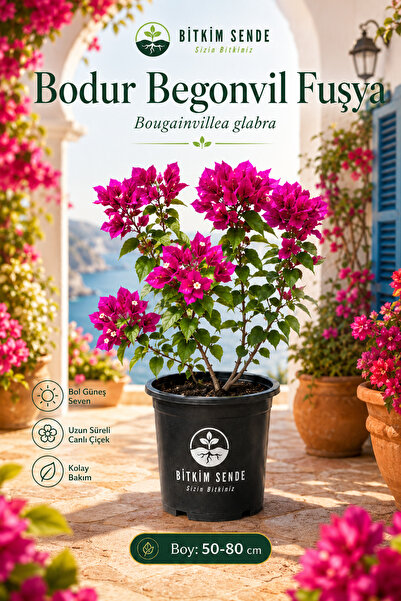 Bitkim Sende Fuşya Bodur Begonvil Saksılı 70-80 Cm Boy Bougainvillea