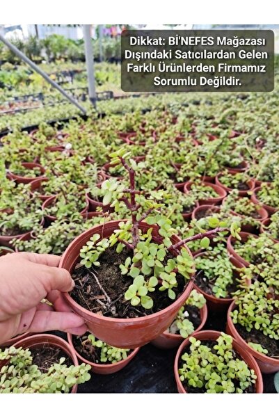 Yades Bereket Getiren Canlı Para Ağacı Sukulent Hediye Bitki