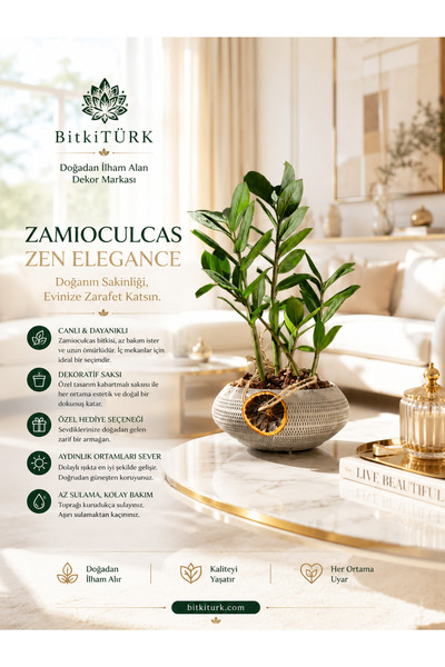 BitkiTÜRK İthal Zeze Zamia Beton Saksıda lav taşı ve portakal dilimi dekorlu ...