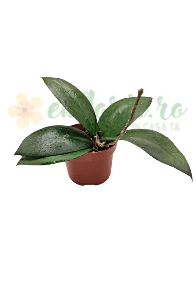 Eufloria Hoya 'Puom Siam Ruby' Ø10.5cm