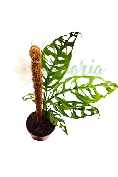 Eufloria Monstera obliqua 'Peru' Ø6cm