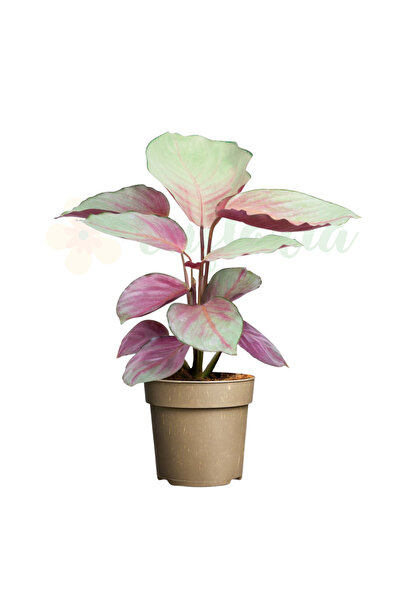 Eufloria Calathea 'Silver Plate' Ø11cm