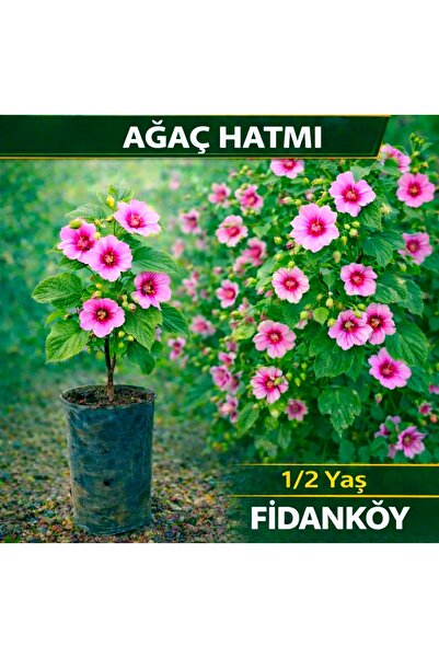 FİDANKÖY Ağaç hatmi fidanı tüplü
