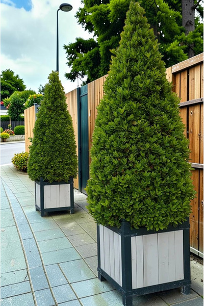 YILDIZ BOTANİK Kokulu Defne Fidanı Aromatik Defne Ağacı Bitkisi Laurus Nobilis 45-60 Cm