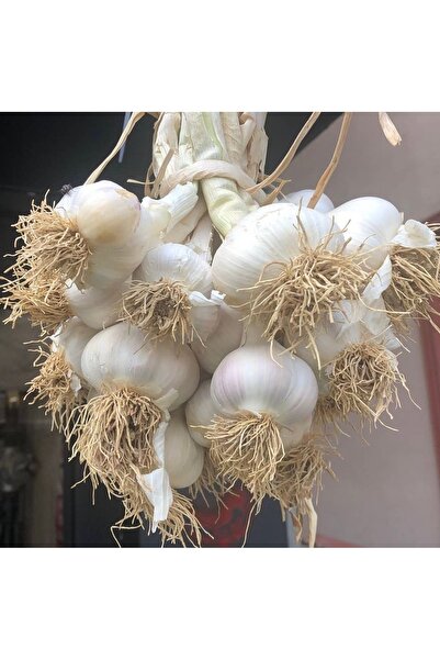 Ponem Kastamonu Taşköprü Sarımsağı 1 kg