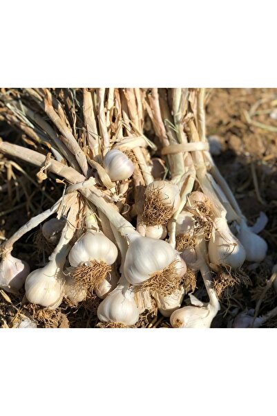 Ponem Kastamonu Taşköprü Sarımsağı Double Boy 1 kg