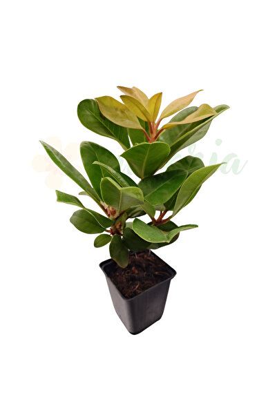 Eufloria Azalea Japoneză (Rhododendron) Mix Ø9cm