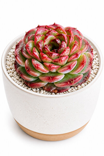 Mialys Echeveria ‘Red Velvet’ İthal Sukulent Renkli Koleksiyonluk Köklü Canlı...